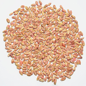 172596286947979300